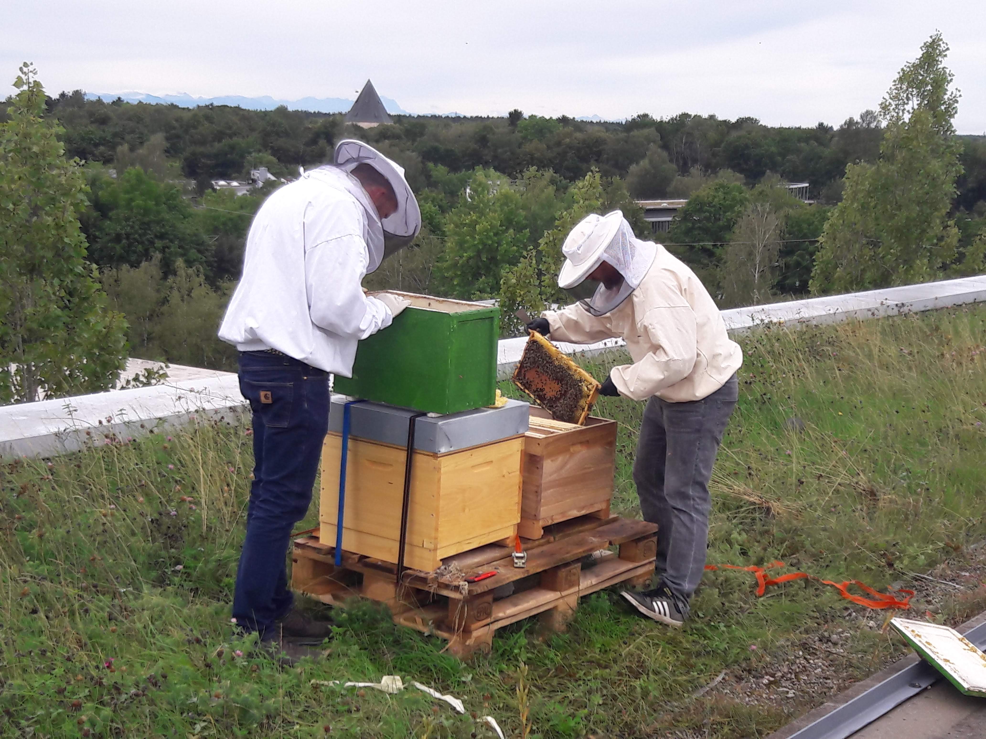 Die Retarus-Mitarbeiter Normann Mahler und Viktor Daniel kontrollieren ihre Bienenkästen auf dem Dach der Münchner Firmenzentrale.